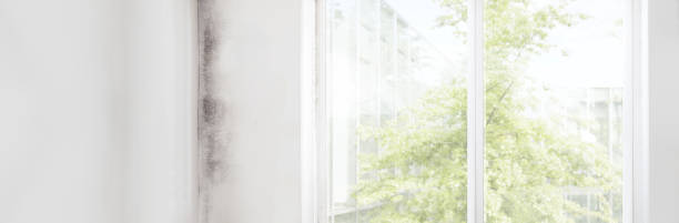 Yonkers, NY Mold Removal Company